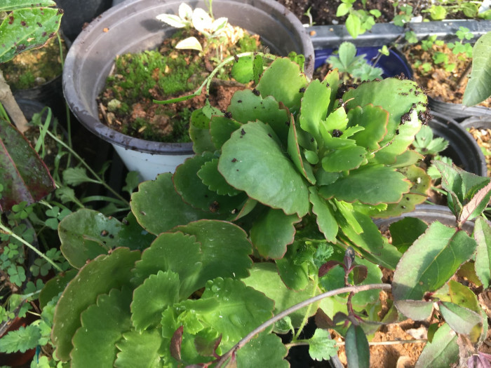 카랑코에 - Kalanchoe, Kalanchoe blossfeldiana