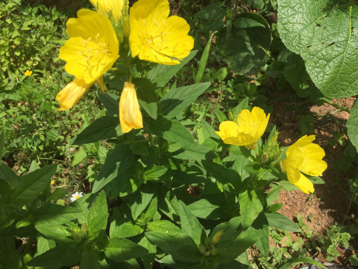 황금낮달맞이 - Miscible, Oenothera fruticosa