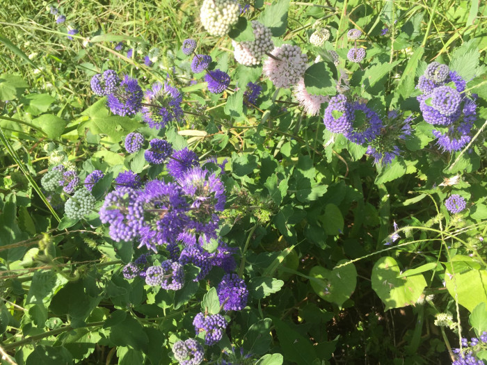층꽃나무 - Bluebeard, Caryopteris incana (Thunb.) Miq.