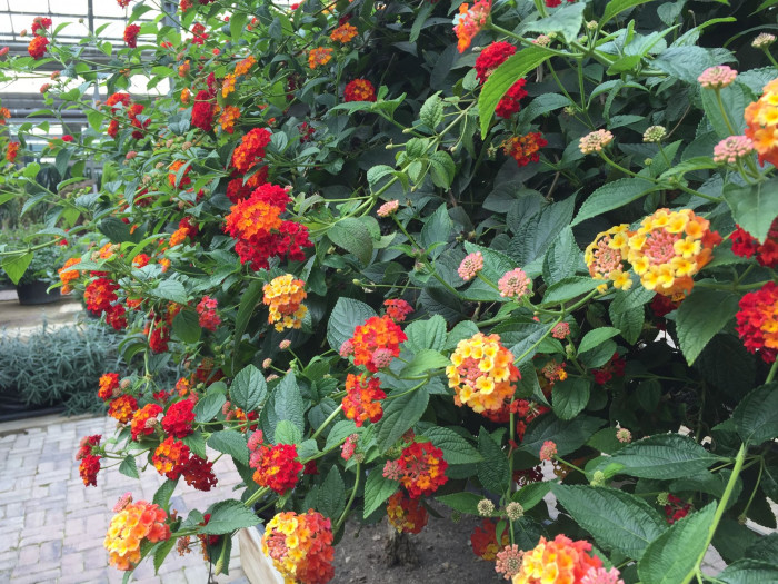 란타나 - Spanish Flag, West Indian Lantana, Lantana camara