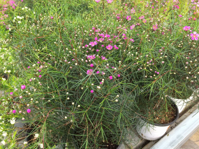 왁스플라워 사진 - Chamelaucium uncinatum Photos
