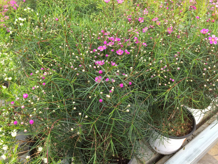 왁스플라워 - Wax flower, Chamelaucium uncinatum