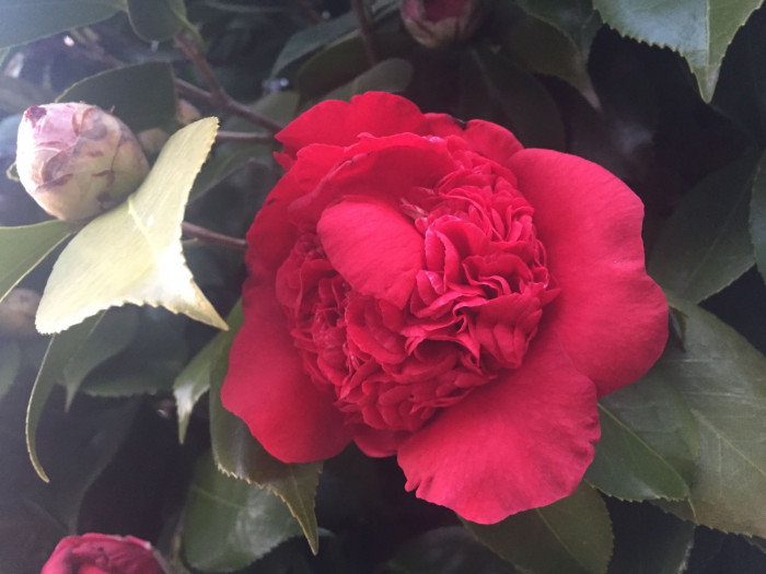 동백나무 - Camellia japonica L.