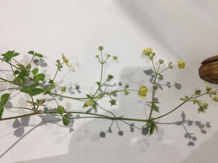 세잎양지꽃 - Potentilla freyniana Bornm.