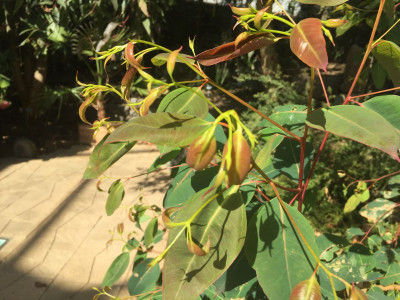 레몬유칼립투스 사진 - Corymbia citriodora Photos