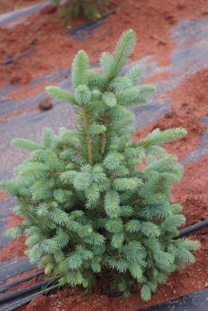 구상나무 - Korean Fir, Abies koreana Wilson
