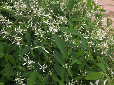 유포르비아 하이퍼리시폴리아 사진 - Euphorbia hypericifolia Photos