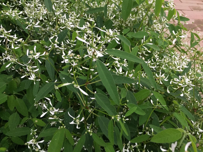 유포르비아 하이퍼리시폴리아 - Euphorbia hypericifolia
