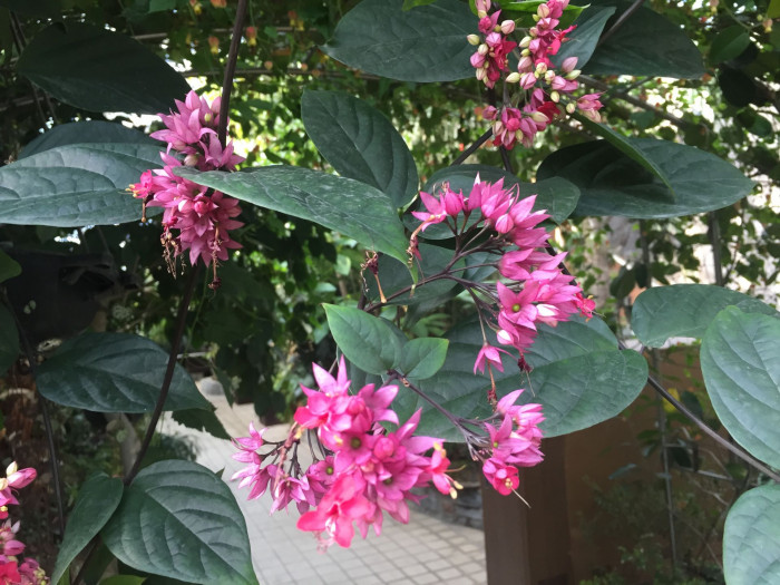 클레로덴드럼 톰소니에 - Bleeding-heart vine, Clerodendrum Thomsoniae