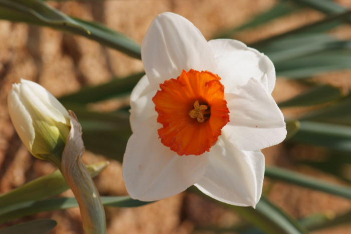 수선화 - daffodil, Narcissus tazetta var. chinensis