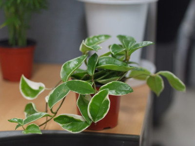 호야꽃 사진 - Hoya carnosa Photos