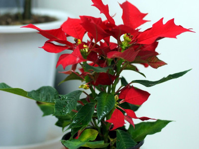 포인세티아 사진 - Euphorbia pulcherrima Willd. Photos