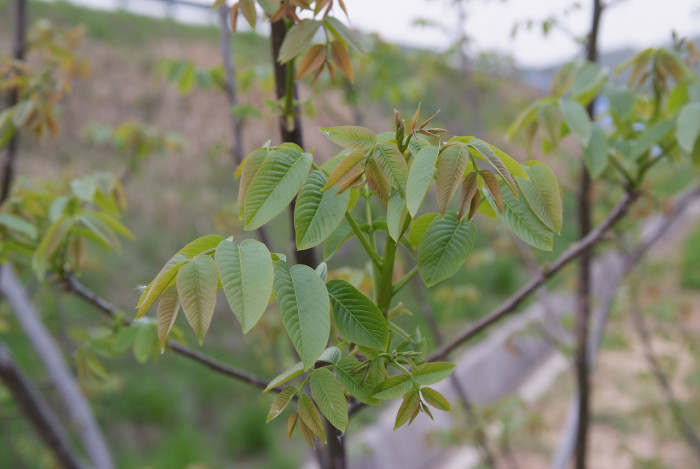 호두나무 - Juglans regia Dode