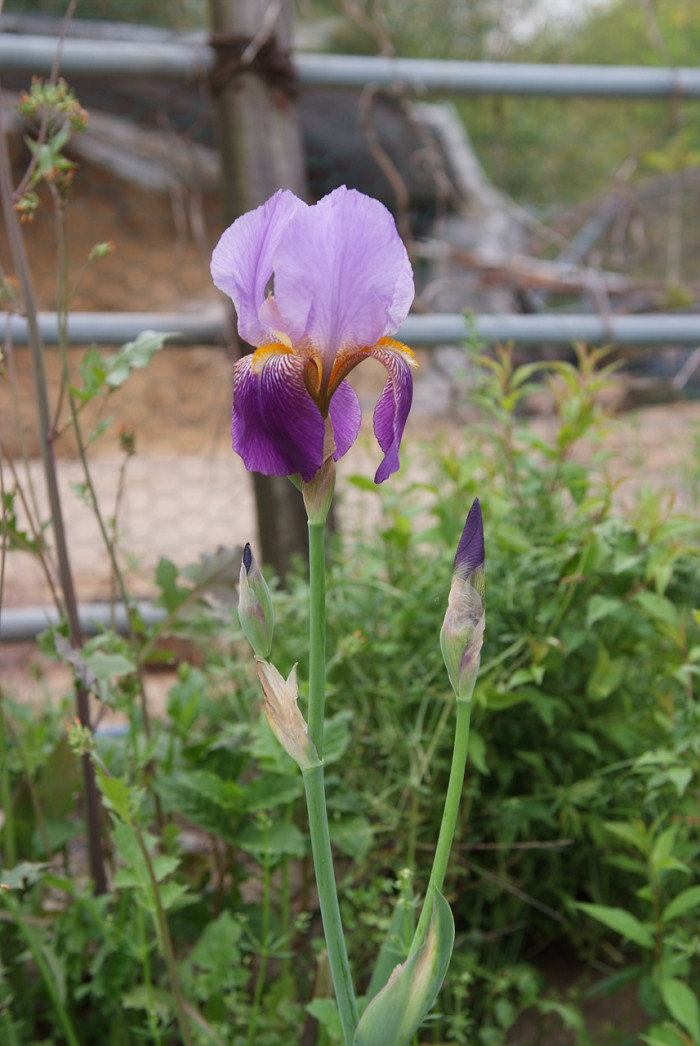 독일붓꽃 - German iris, Iris germanica L.