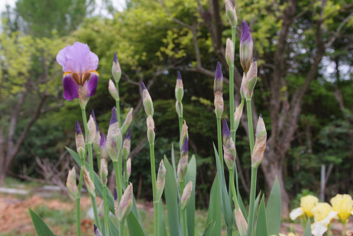독일붓꽃 - German iris, Iris germanica L.