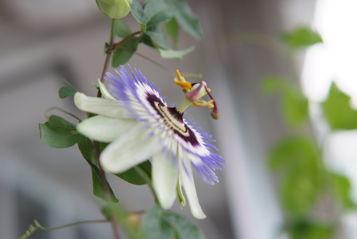 시계초 - passion flower, Passiflora caerulea