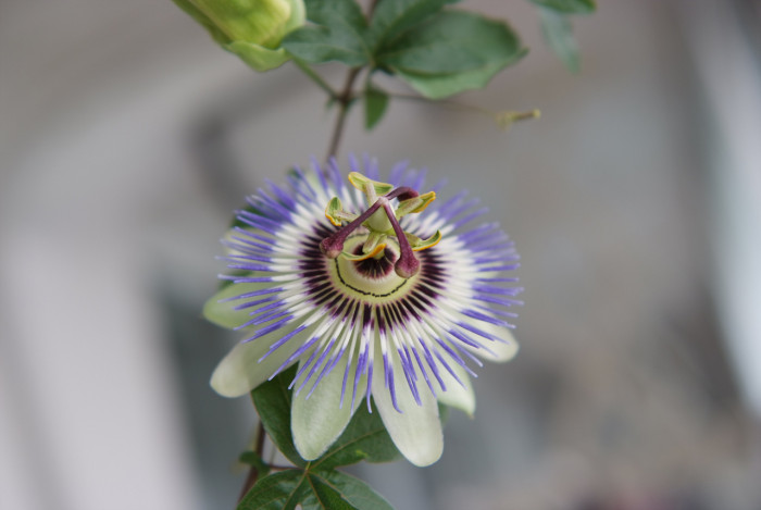 시계초 - passion flower, Passiflora caerulea