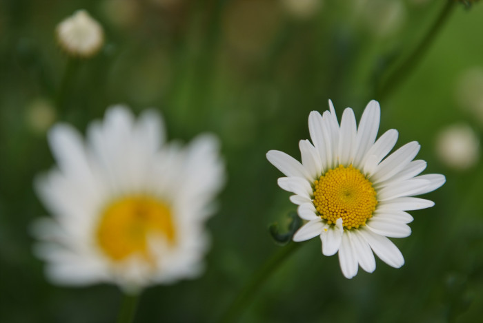 샤스타데이지 - Shasta daisy, Leucanthemum x superbum