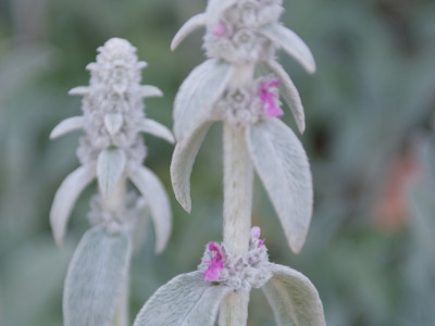 양의귀 사진 - Stachys species Lamiaceae or Labiatae Photos