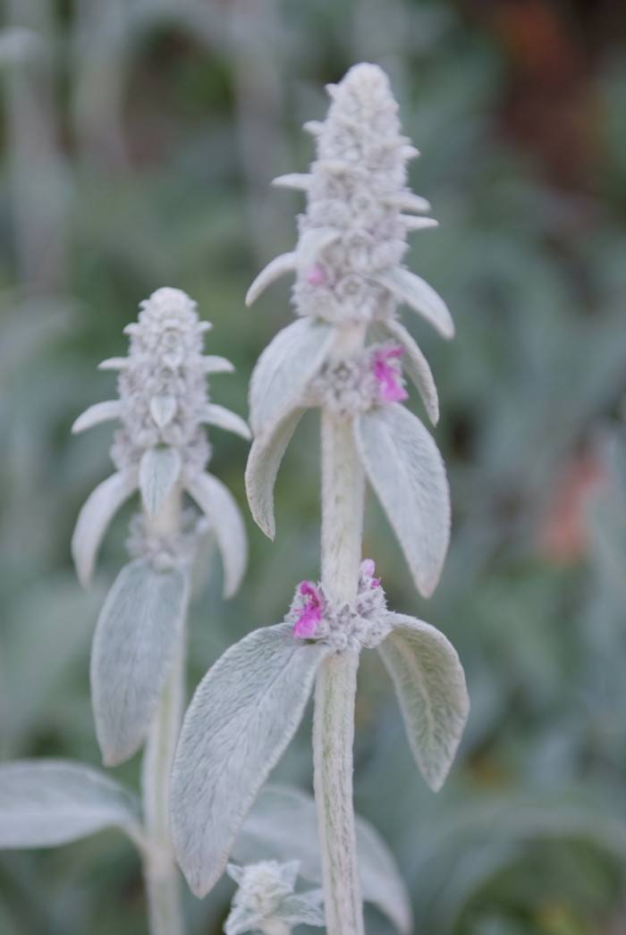 양의귀 - Lamb s ear, Stachys species Lamiaceae or Labiatae