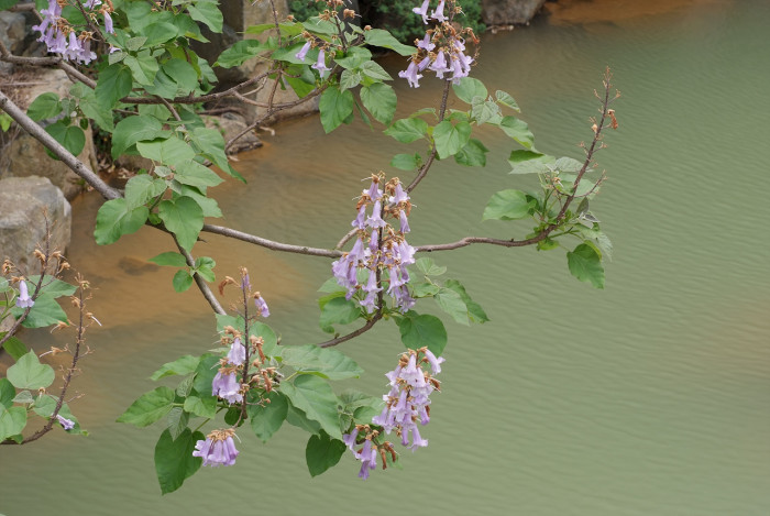 오동나무 - Paulownia coreana Uyeki