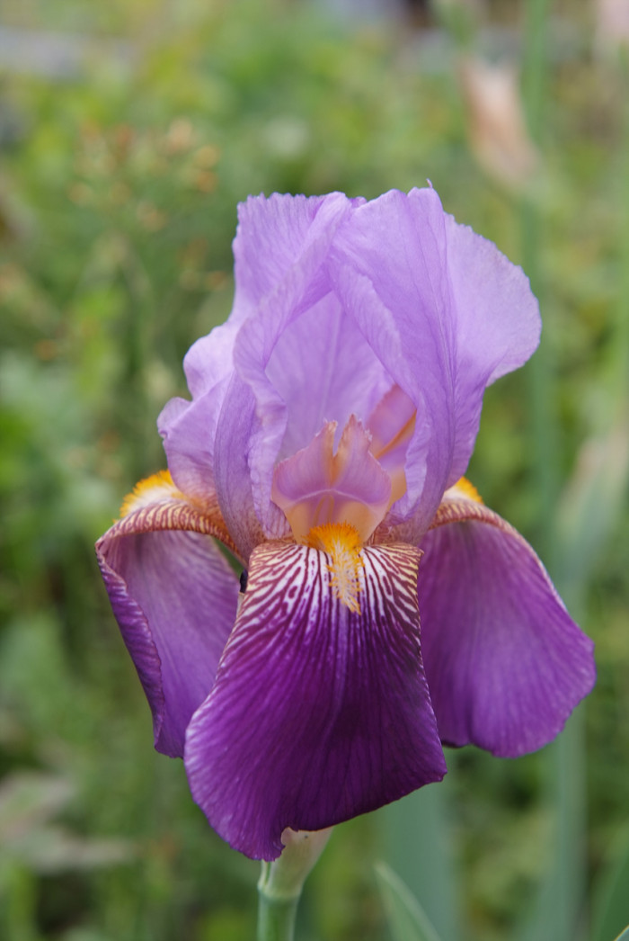 독일붓꽃 - German iris, Iris germanica L.