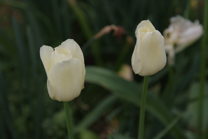 튤립 - Tulip, Tulipa gesneriana
