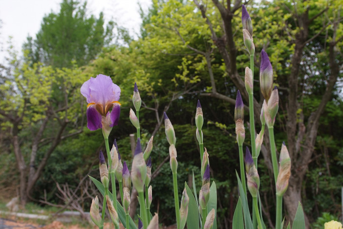 독일붓꽃 - German iris, Iris germanica L.