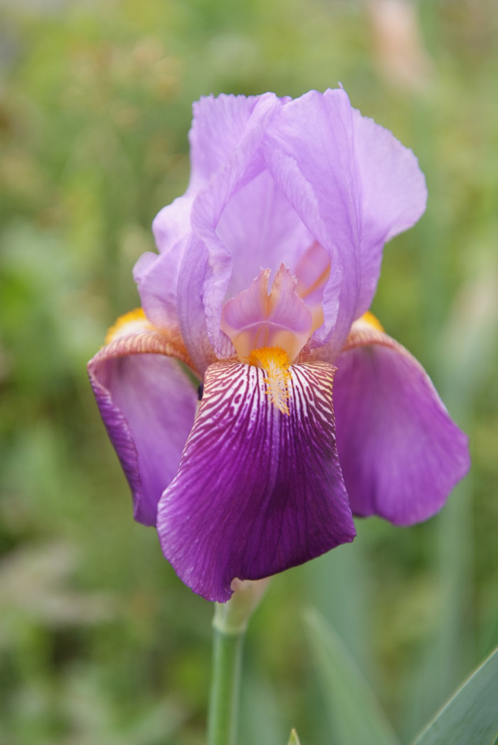 독일붓꽃 - German iris, Iris germanica L.