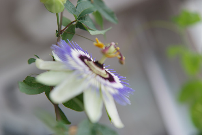 시계초 - passion flower, Passiflora caerulea