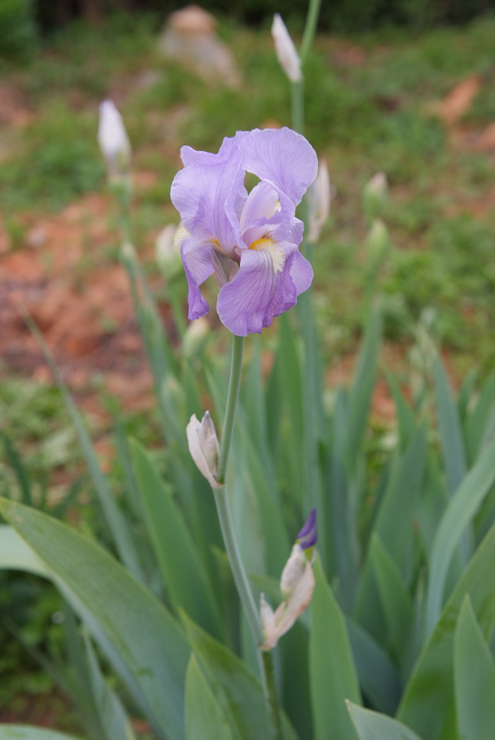 독일붓꽃 - German iris, Iris germanica L.