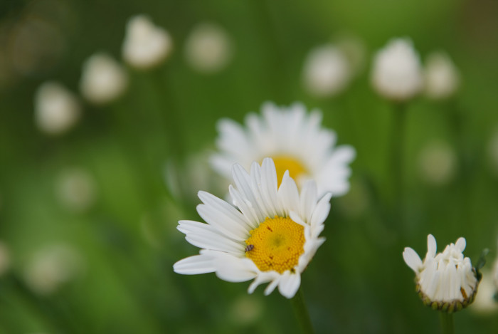 샤스타데이지 - Shasta daisy, Leucanthemum x superbum