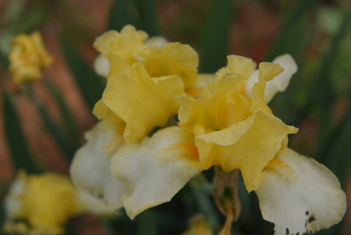 독일붓꽃 - German iris, Iris germanica L.