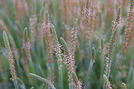 뚝새풀 - Alopecurus aequalis Sobol.