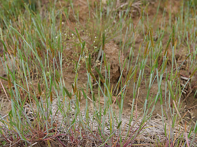 뚝새풀 사진 - Alopecurus aequalis Sobol. Photos