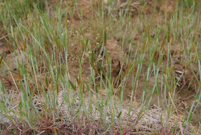 뚝새풀 - Alopecurus aequalis Sobol.