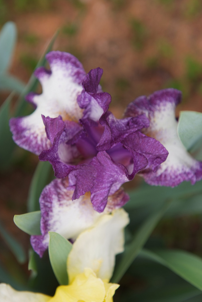 독일붓꽃 - German iris, Iris germanica L.