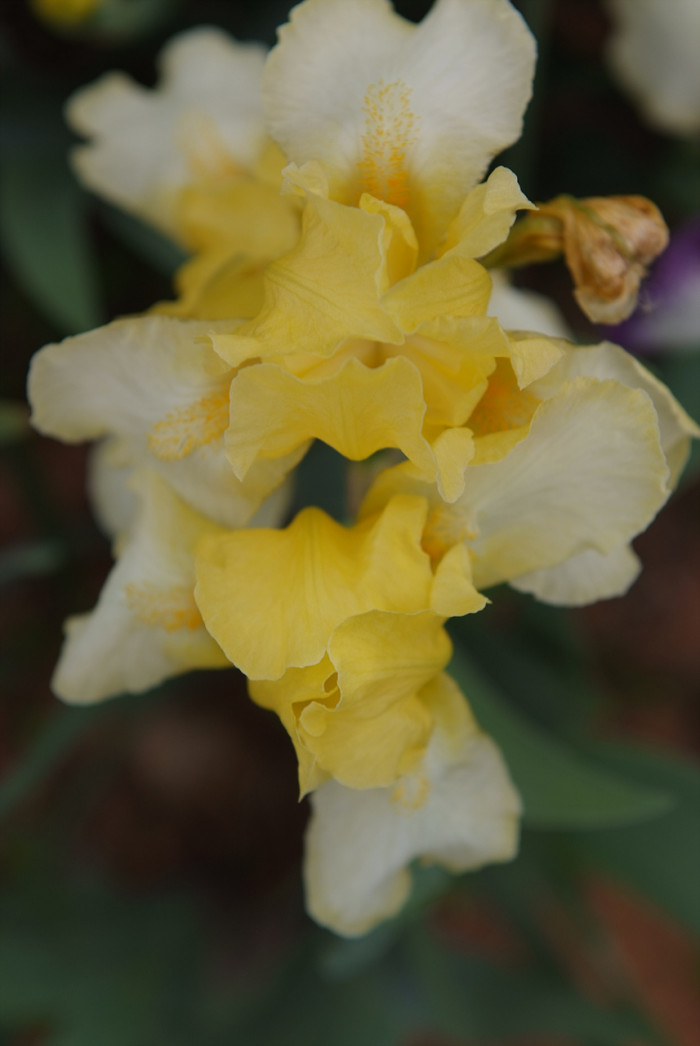 독일붓꽃 - German iris, Iris germanica L.
