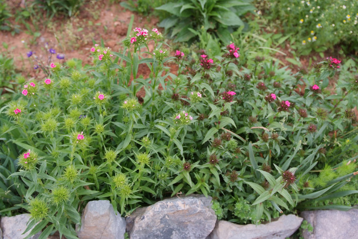패랭이꽃 - Dianthus chinensis L. var. chinensis, Dianthus chinensis L. var. chinensis