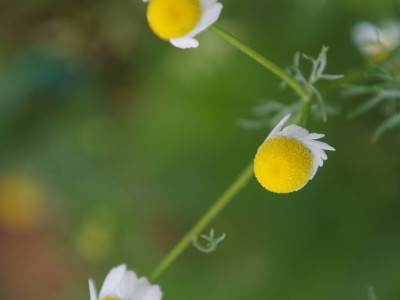 케모마일 사진 - Matricaria chamomilla Photos