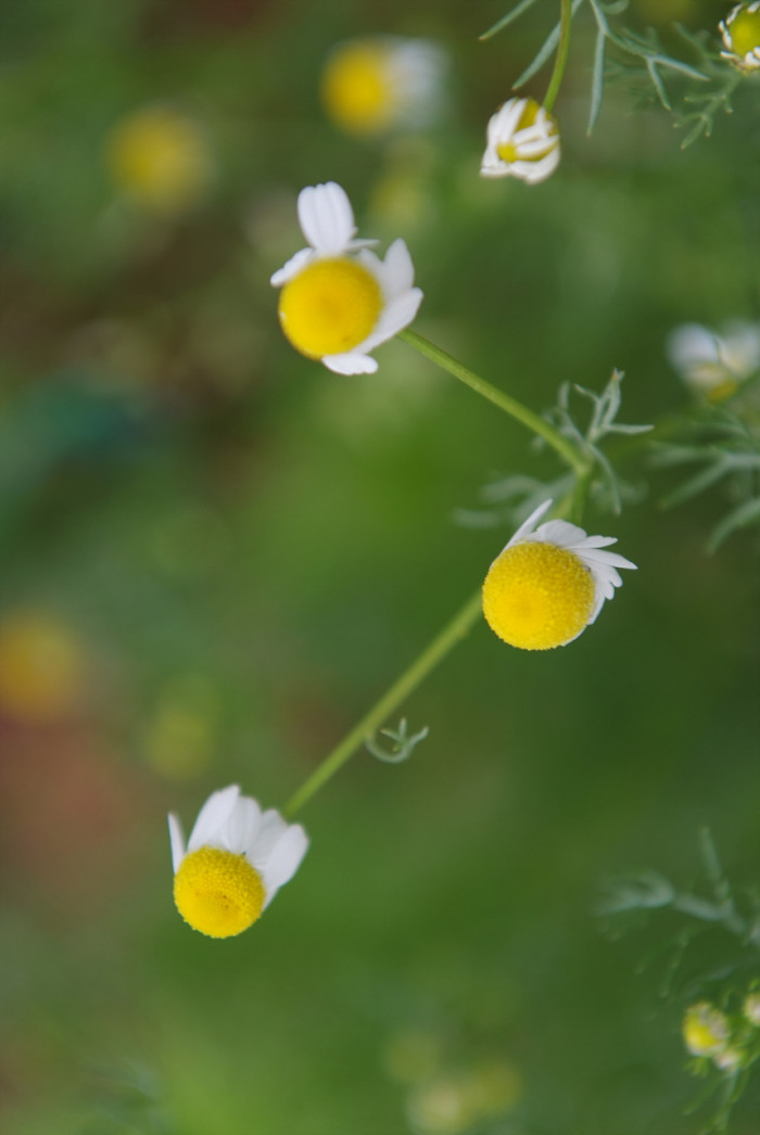 케모마일 - camomile, Matricaria chamomilla