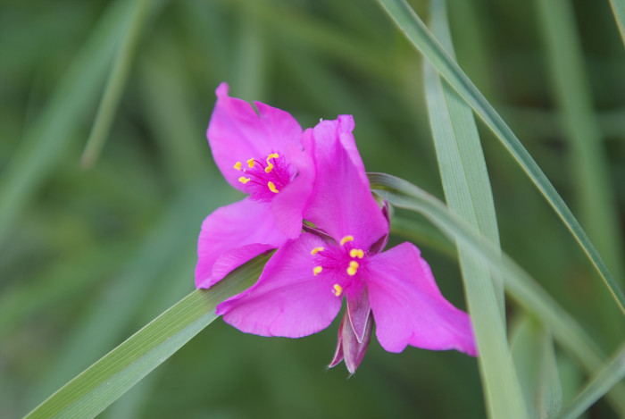 자주닭개비 - Tradescantia reflexa Raf.