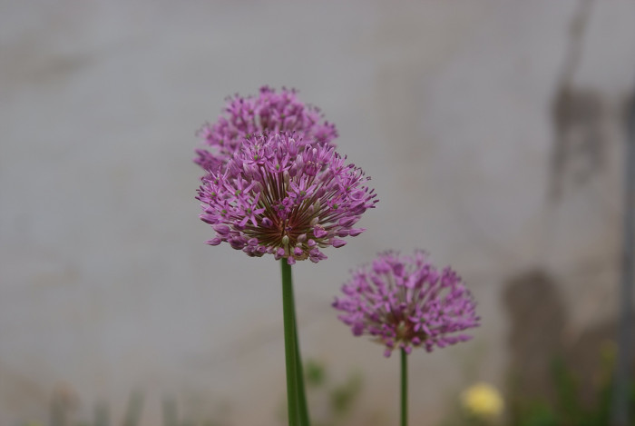 알리움 - Allium  spp