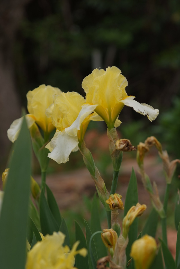 독일붓꽃 - German iris, Iris germanica L.