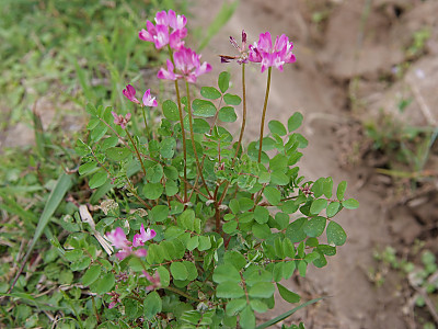 자운영 사진 - Astragalus sinicus L. Photos