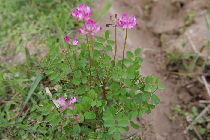자운영 - Astragalus sinicus L.