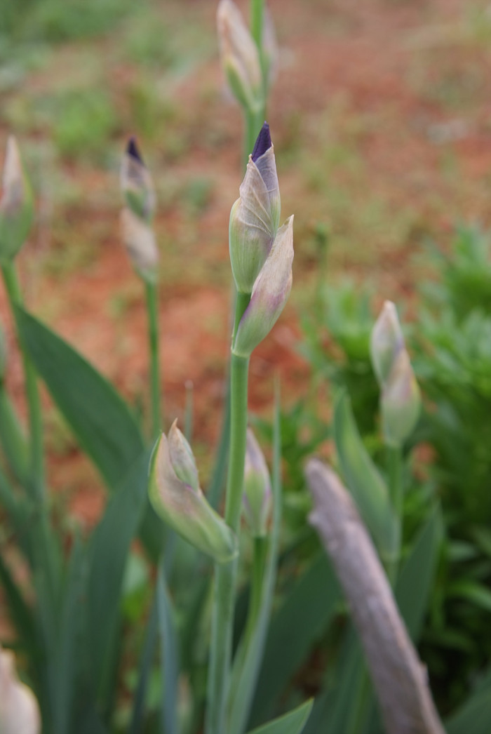독일붓꽃 - German iris, Iris germanica L.