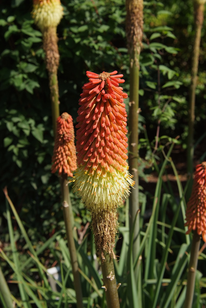 니포피아 - Kniphofia, Kniphofia uvaria Hook