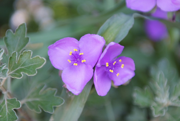 자주닭개비 - Tradescantia reflexa Raf.