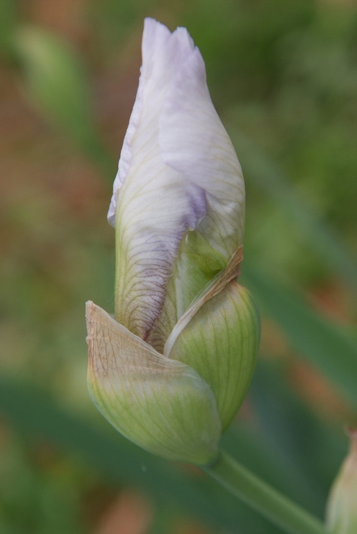 독일붓꽃 - German iris, Iris germanica L.